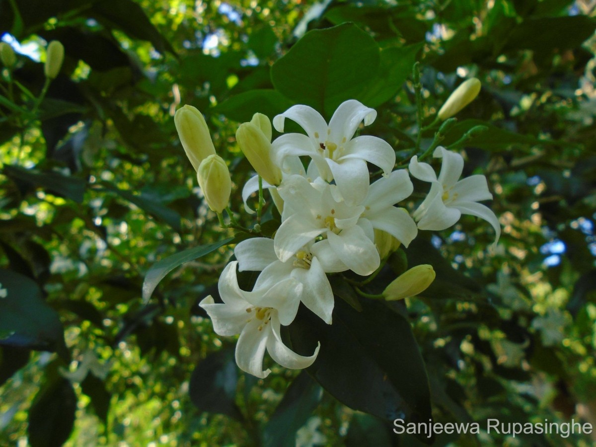 Murraya paniculata (L.) Jack